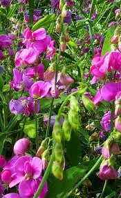 Everlasting Sweet Peas